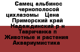 Самец альбинос чернополосой цихлазомы › Цена ­ 0 - Приморский край, Надеждинский р-н, Тавричанка п. Животные и растения » Аквариумистика   